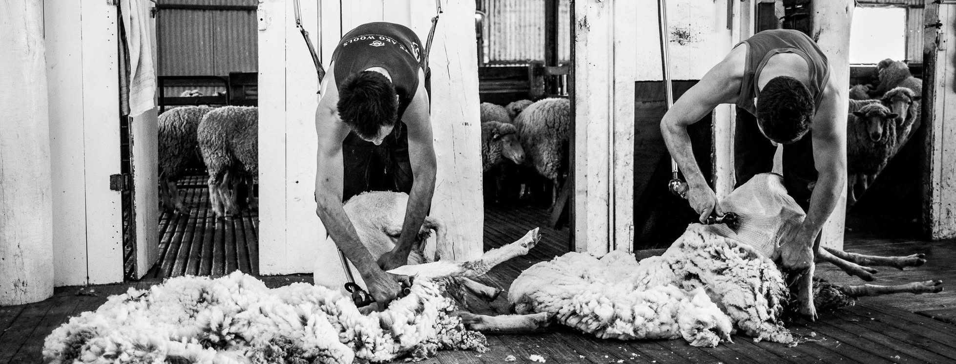 Two shearers working down the board of an Australian woolshed
