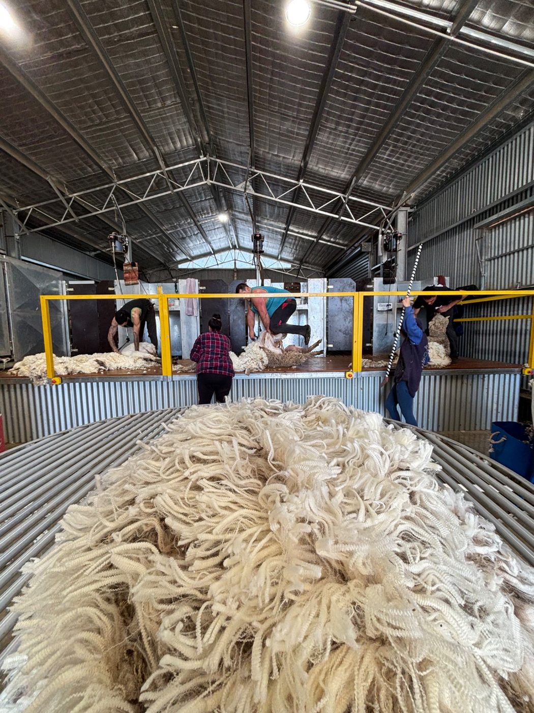 Fleece thrown on the wool table with the Blyde Shearing crew working down the board behind it