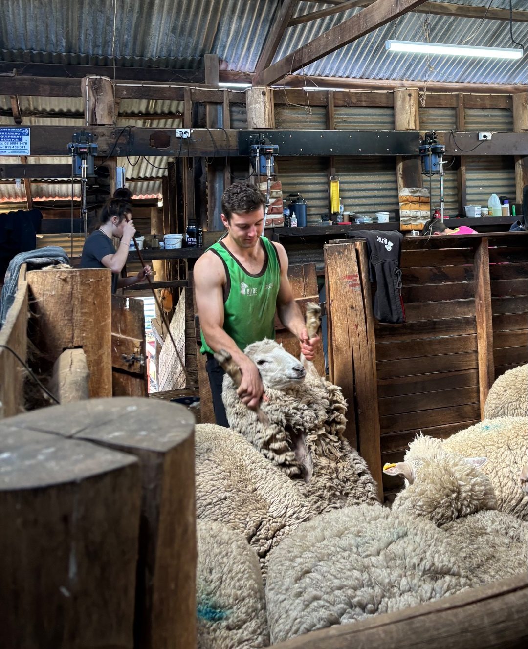 Blyde Shearing crew member bringing a sheep out of the catching pen
