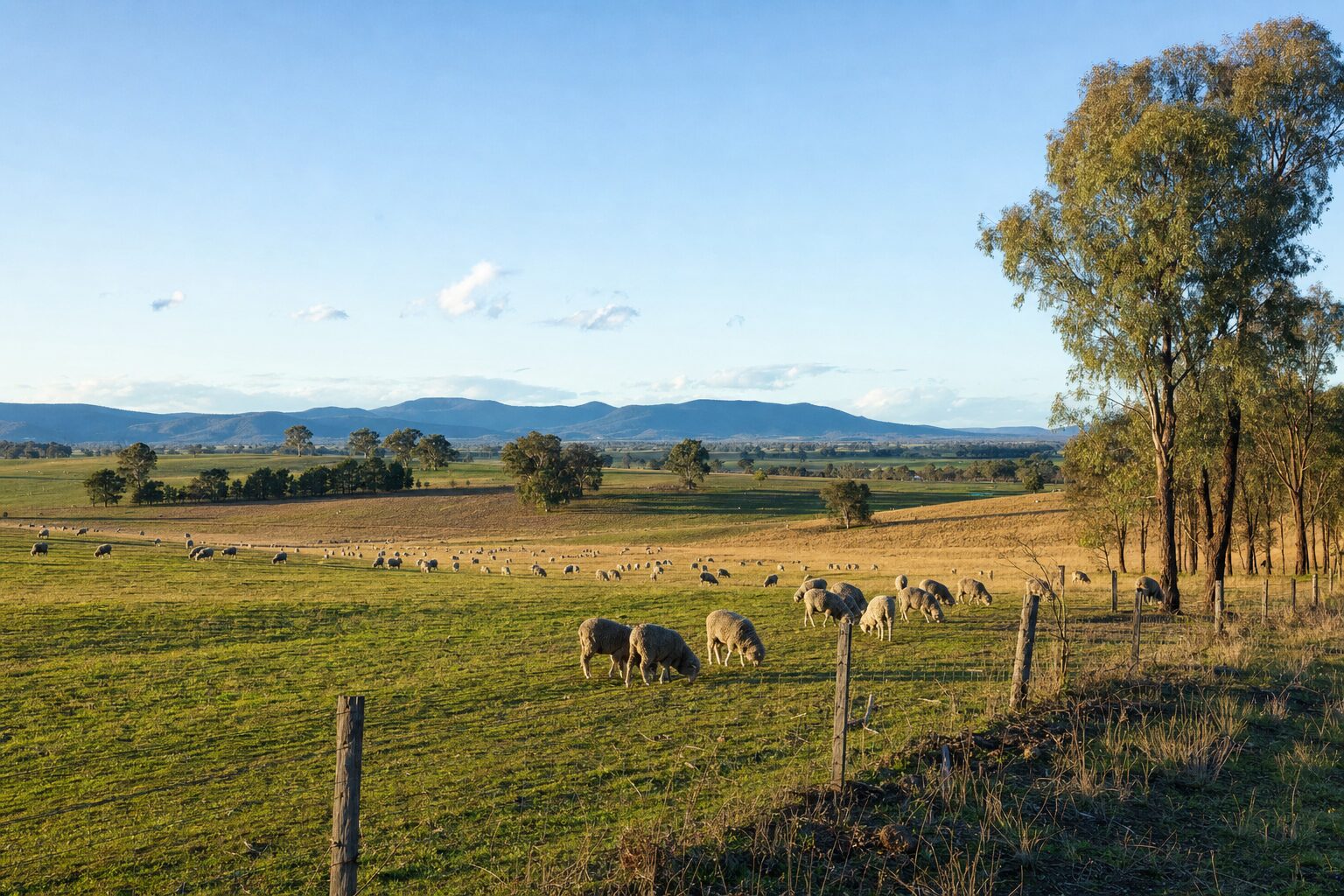 Merino sheep grazing rolling paddocks in the Central West of New South Wales